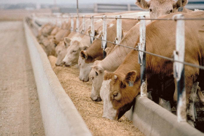 Ag in the News: Nebraska's Record-Breaking New Feedlot