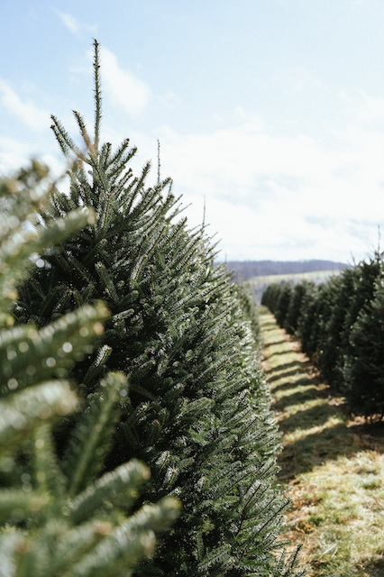 Ag in the News: Christmas Tree Economics