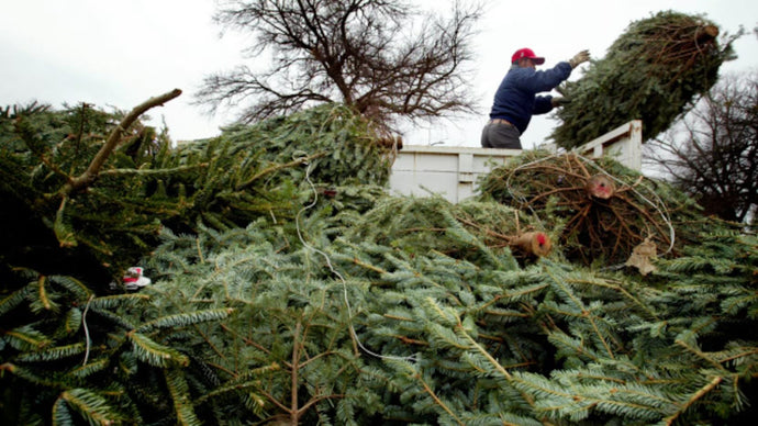 Ag in the News: Christmas Tree Disposal