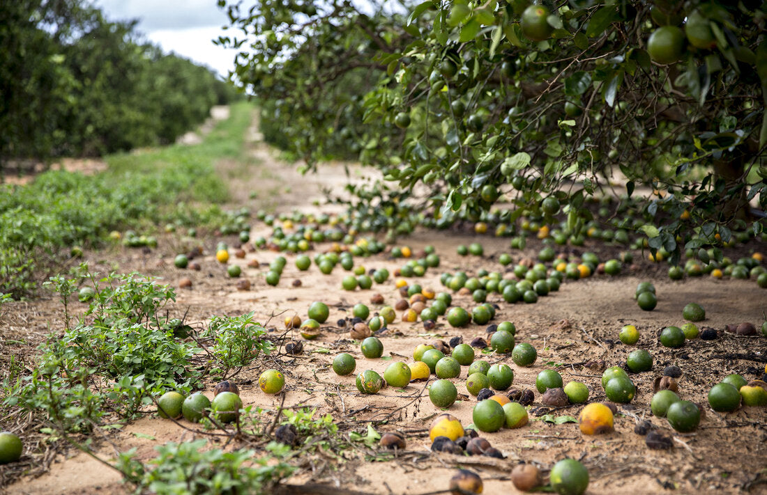 Ag in the News: Hurricane Milton Squeezes Florida Citrus Crops