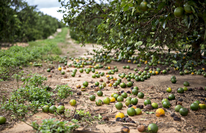 Ag in the News: Hurricane Milton Squeezes Florida Citrus Crops