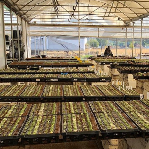 High tunnel greenhouse with tables full of new growth in shallow plant trays