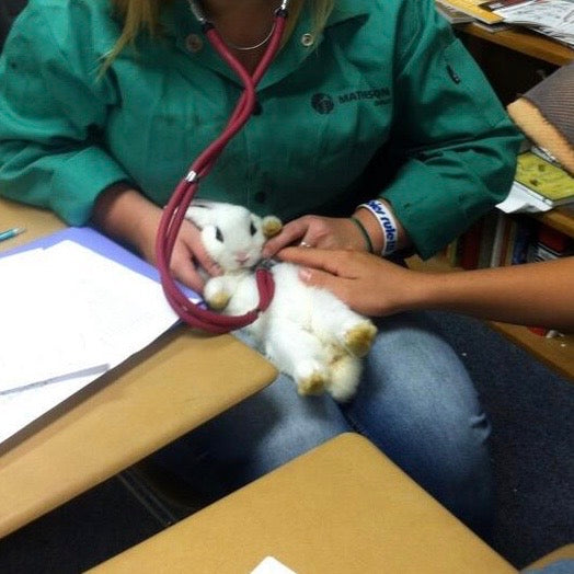 Students use a stethoscope to check the heart rate and respiration rate of a baby rabbit.