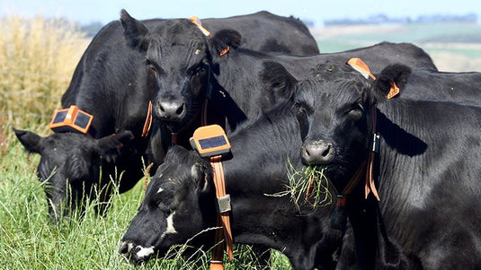 Ag in the News: Virtual Fencing for Cattle Grazing