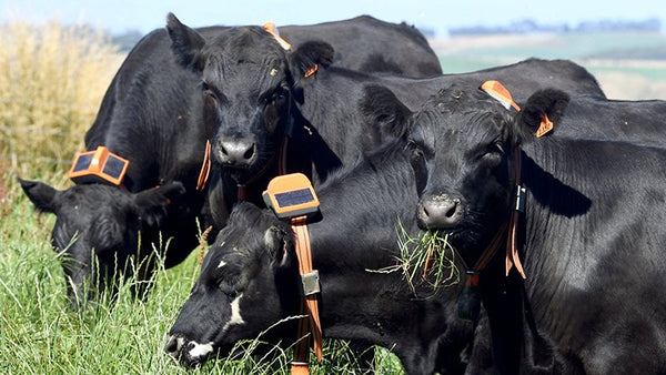 Ag in the News: Virtual Fencing for Cattle Grazing