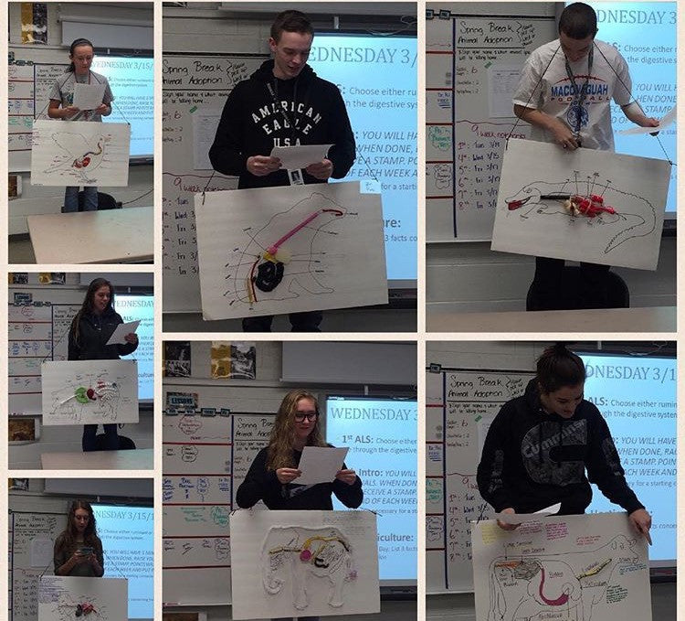 Several pictures of students holding posters of their interpretation of livestock digestive systems made of ballons, yard, string, paper, and other materials.