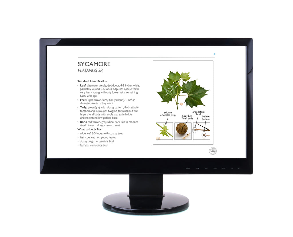 National Forestry Tree ID, PowerPoint Downloads