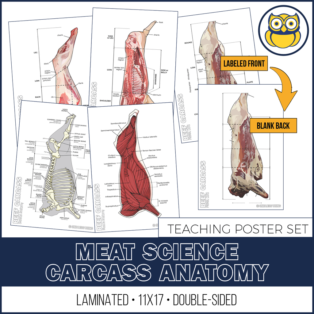 Meats Judging Carcass Anatomy, 5 Poster Set