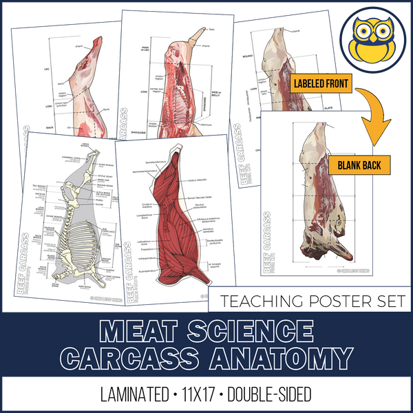 Meats Judging Carcass Anatomy, 5 Poster Set