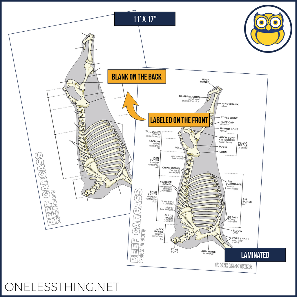 Meats Judging Carcass Anatomy, 5 Poster Set