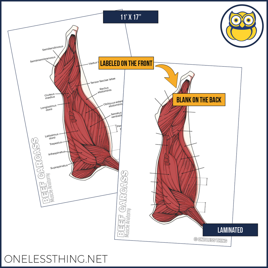 Meats Judging Carcass Anatomy, 5 Poster Set