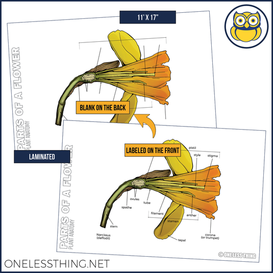 Plant Anatomy Posters, Set of 4