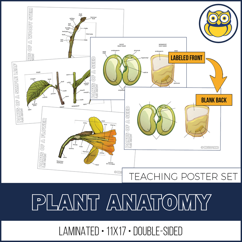 Load image into Gallery viewer, Plant Anatomy Posters, Set of 4
