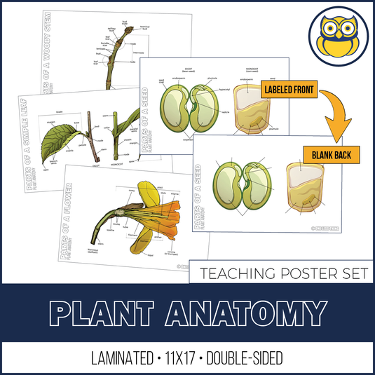 Plant Anatomy Posters, Set of 4