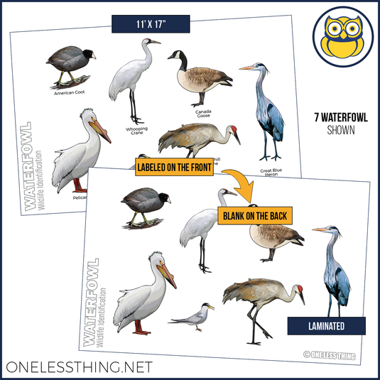 Wildlife ID Birds Posters, Set of 5