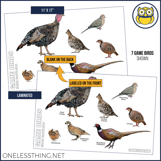 Wildlife Identification Posters, Set of 15