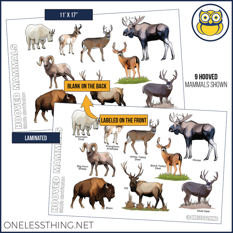 Load image into Gallery viewer, Wildlife Identification Posters, Set of 15
