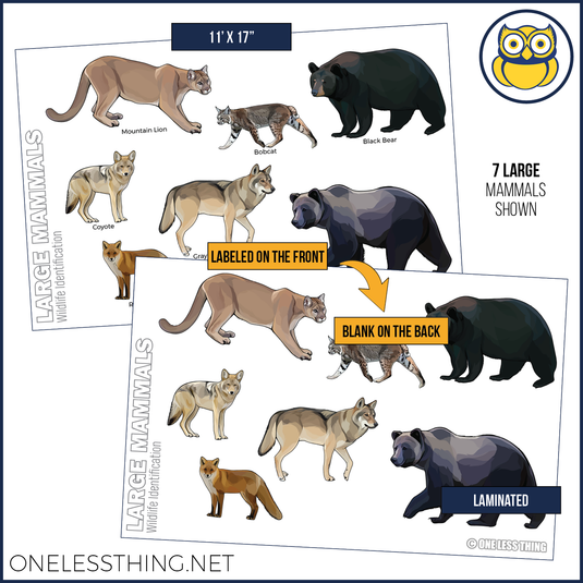 Wildlife ID Mammals Posters, Set of 4