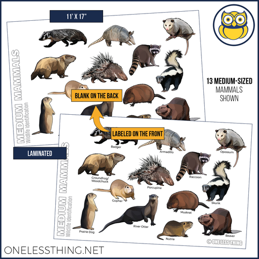 Wildlife ID Mammals Posters, Set of 4