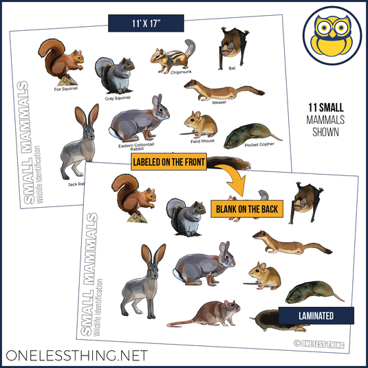 Wildlife ID Mammals Posters, Set of 4