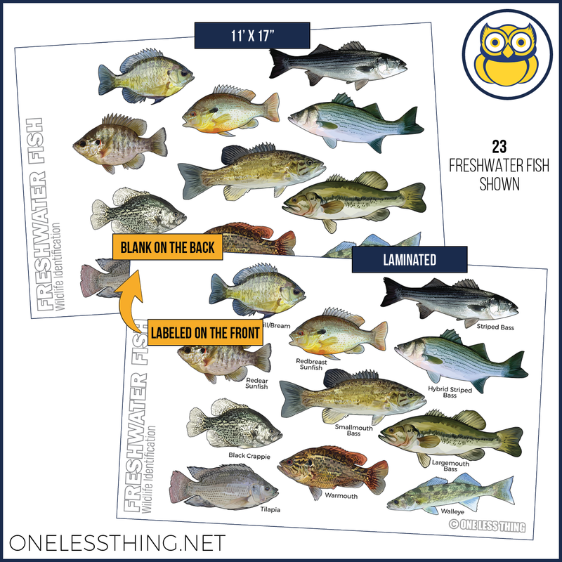 Load image into Gallery viewer, Wildlife ID Fish and Aquatics Posters, Set of 3
