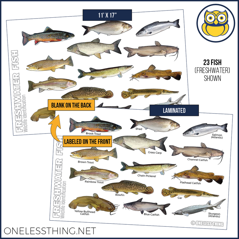 Load image into Gallery viewer, Wildlife ID Fish and Aquatics Posters, Set of 3
