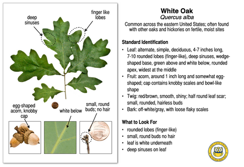 Kentucky Tree ID, IDPix Cards