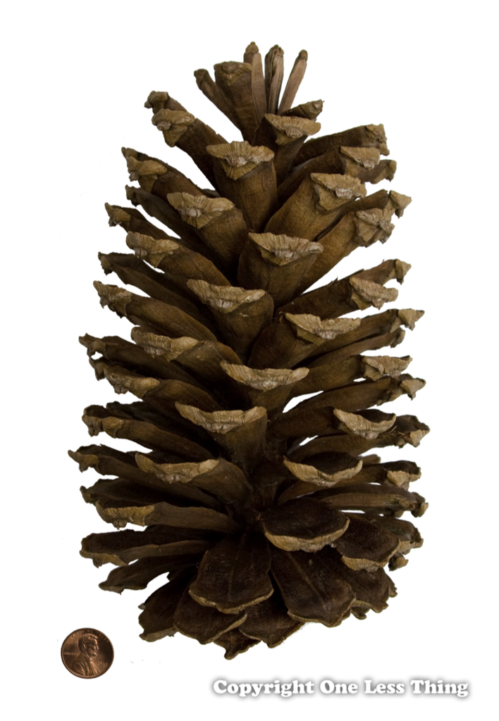 Load image into Gallery viewer, Pine Cone ID, IDPix Cards
