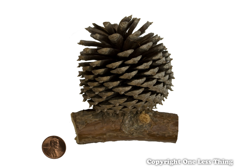 Load image into Gallery viewer, Pine Cone ID, IDPix Cards
