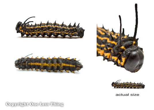 Forestry Insects and Disorders ID, IDPix Cards