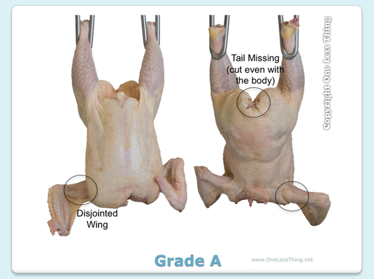 Poultry Judging Carcass Grading Practice, PowerPoint Downloads