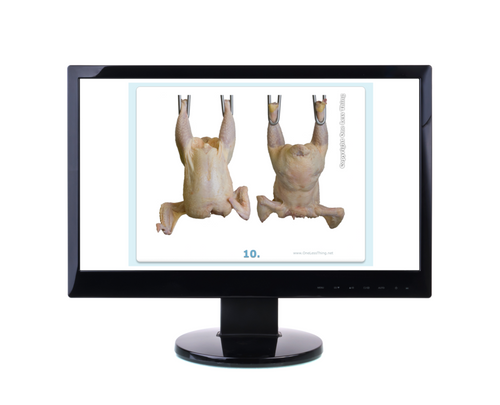 Poultry Judging Carcass Grading Practice, PowerPoint Downloads