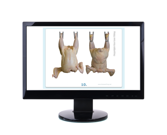 Poultry Judging Carcass Grading Practice, PowerPoint Downloads