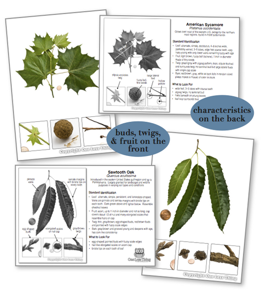 Georgia Tree ID National Supplement, IDPix Cards (14 Tree Add-on)