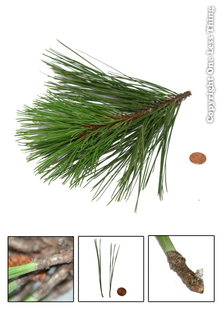 Load image into Gallery viewer, Forestry Field Day Tree ID Junior, IDPix Cards
