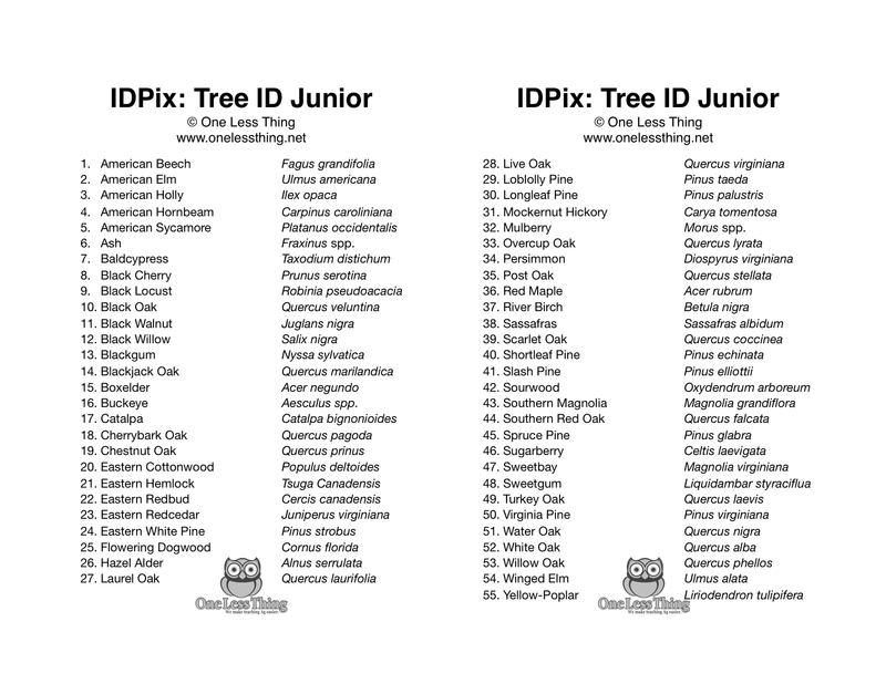 Load image into Gallery viewer, Forestry Field Day Tree ID Junior, IDPix Cards
