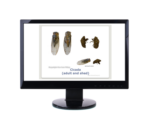 Forestry Insects and Disorders ID, PowerPoint Downloads