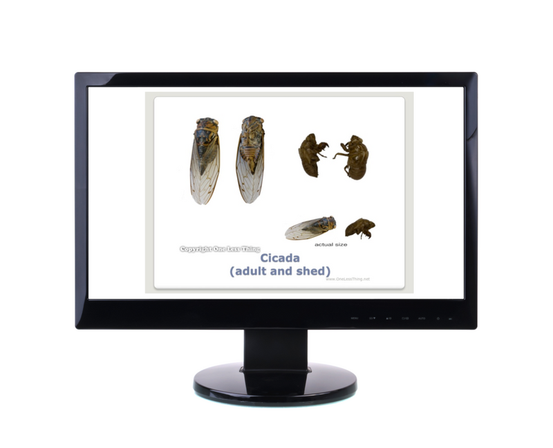 Load image into Gallery viewer, Forestry Insects and Disorders ID, PowerPoint Downloads
