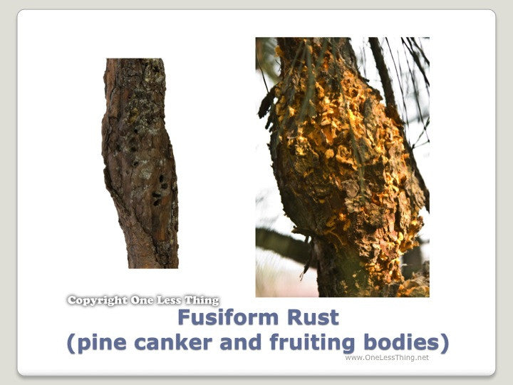 Load image into Gallery viewer, Forestry Insects and Disorders ID, PowerPoint Downloads
