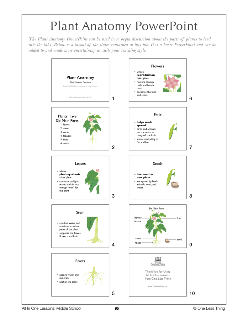 Load image into Gallery viewer, 6-09 Plant Anatomy, Lesson Plan Download
