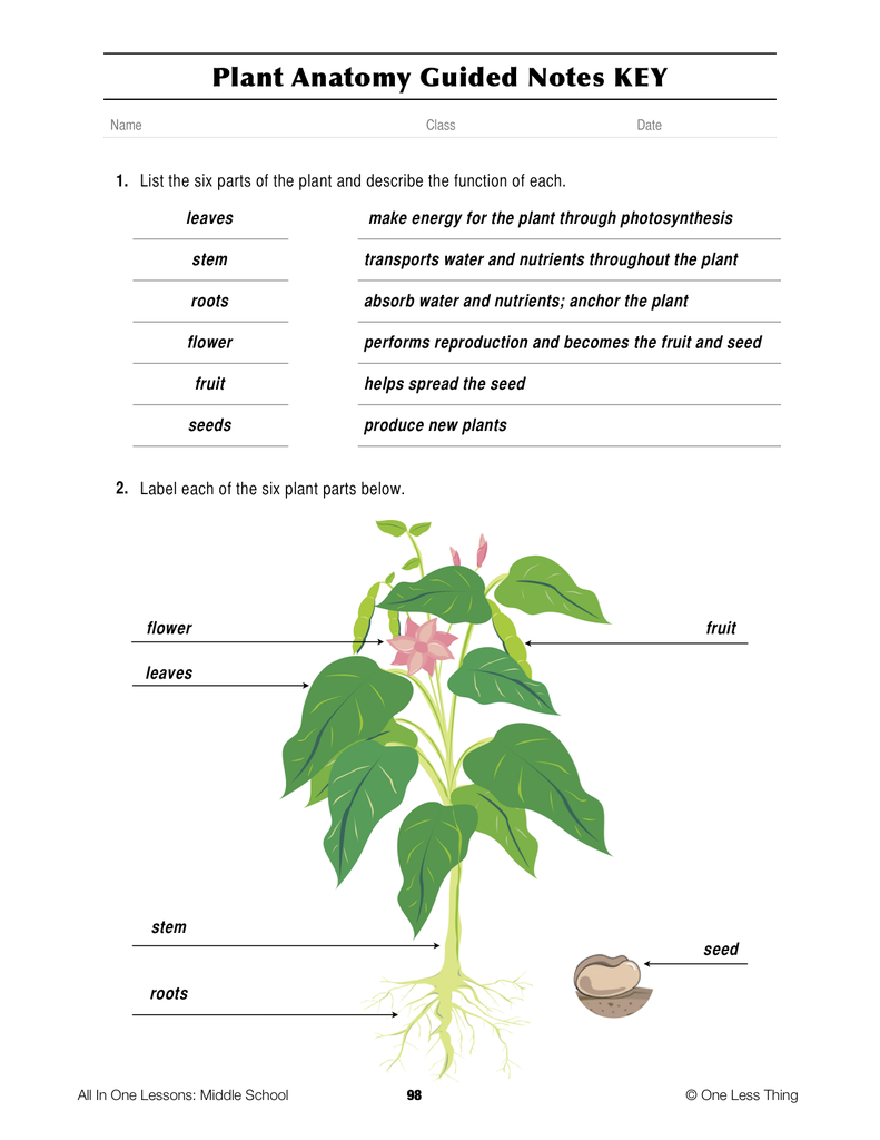 Load image into Gallery viewer, 6-09 Plant Anatomy, Lesson Plan Download
