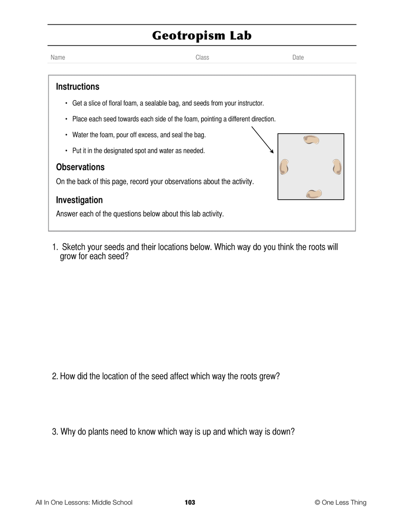 Load image into Gallery viewer, 6-09 Plant Anatomy, Lesson Plan Download
