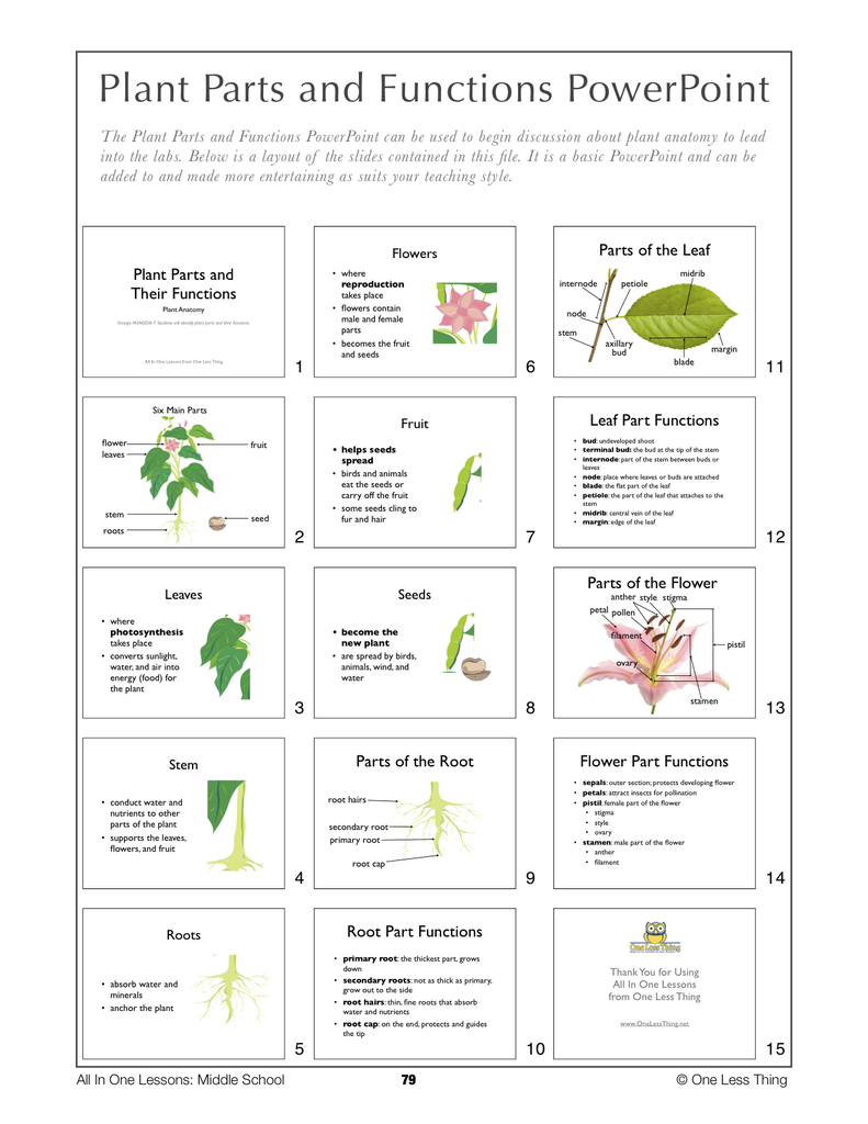 Load image into Gallery viewer, 8-08 Plant Parts and Functions, Lesson Plan Download
