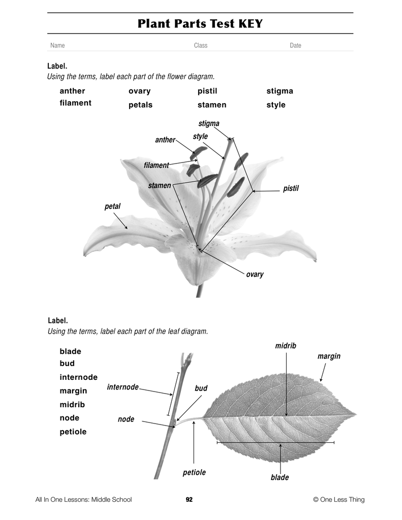 Load image into Gallery viewer, 8-08 Plant Parts and Functions, Lesson Plan Download
