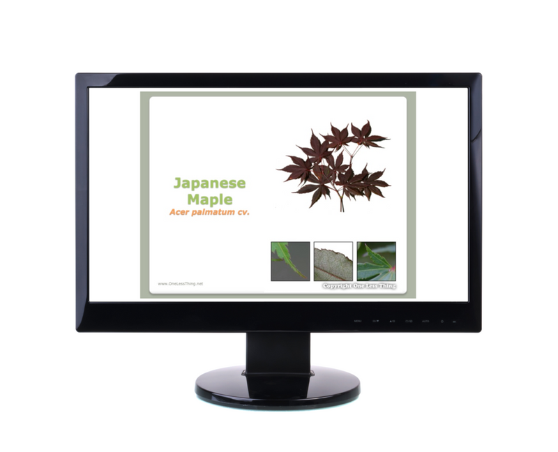 Load image into Gallery viewer, Nursery Landscape ID Georgia, POWERPOINT Downloads
