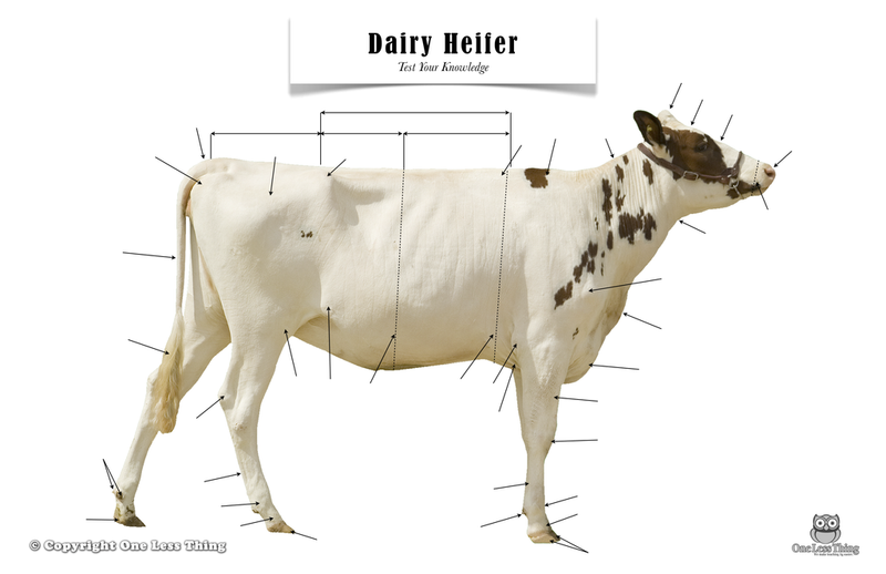 Load image into Gallery viewer, Dairy Heifer Anatomy, Poster
