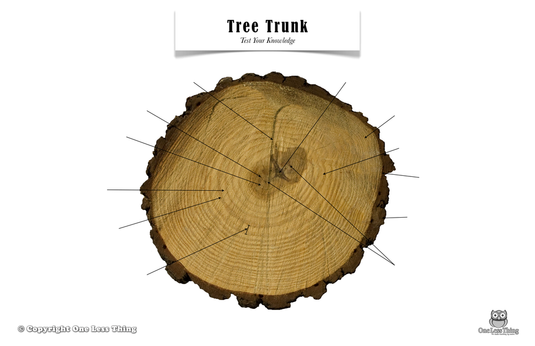 Tree Trunk Anatomy, Poster