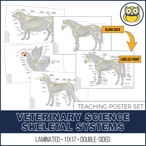 Vet Science Skeletal System Posters, Set of 4