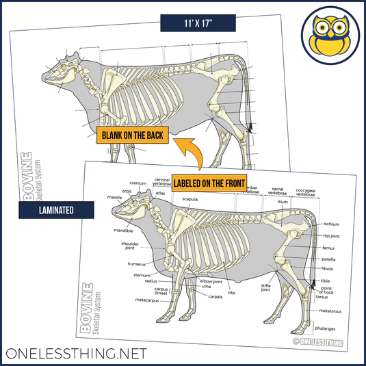 Vet Science Skeletal System Posters, Set of 4