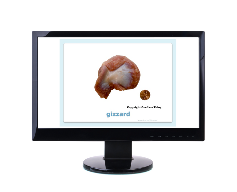 Load image into Gallery viewer, Poultry Judging Cuts ID, PowerPoint Downloads
